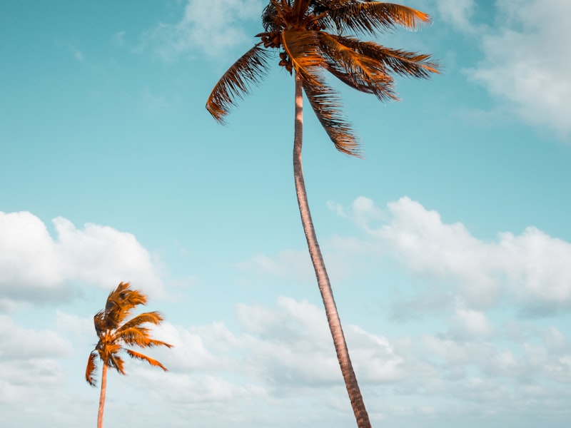 Özel Plaj & Beach Club